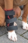 Preview: TSM vet-Pro Reha-Bandage für das Vorderbein im Stand