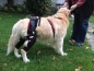 Preview: Die neue TSM vet Kniebandage für Hunde