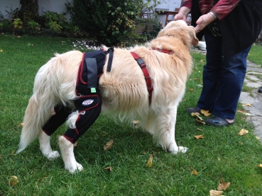 Die neue TSM vet Kniebandage für Hunde