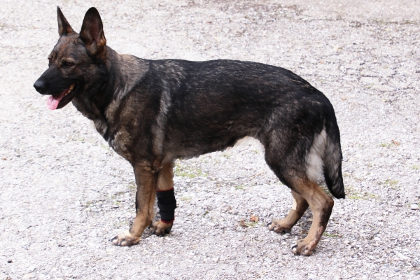 7501 TSM vet-Pro Hund Bandage für das Vorderbein